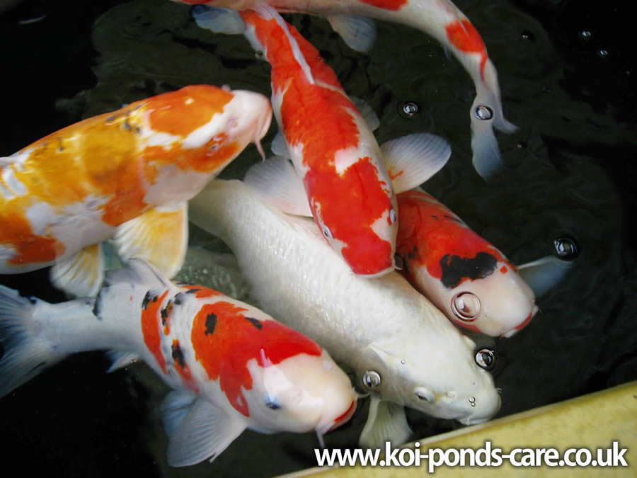 There are many types of koi for example koi carp Nishikigoi Japanese Koi 