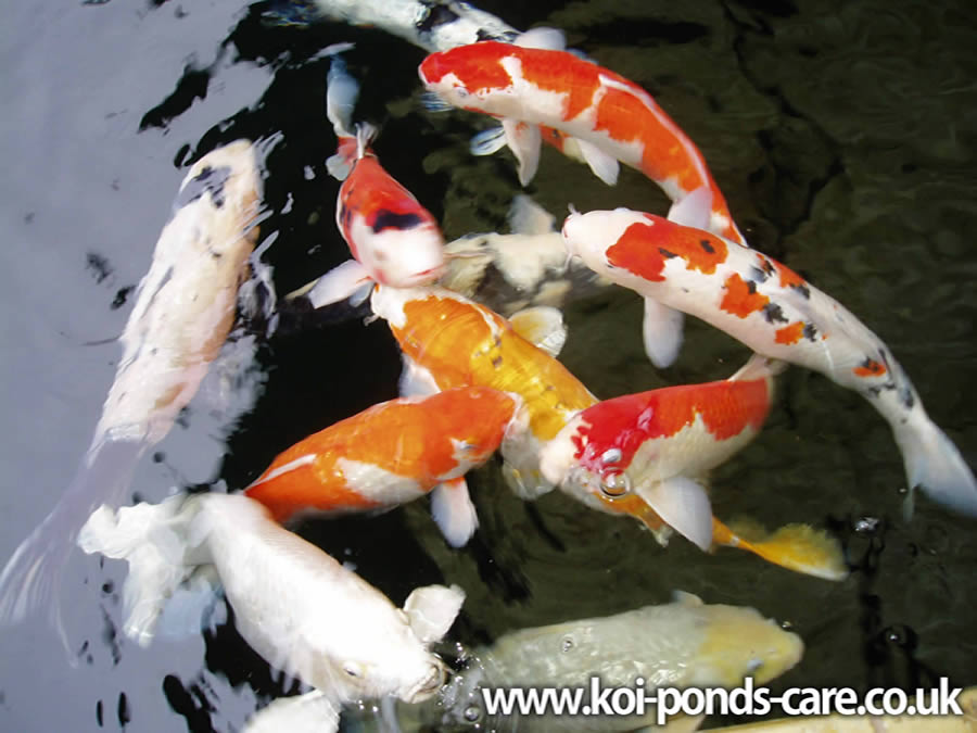  many thousands of gallons stocked only with top quality Japanese Koi