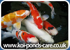 Types-of-Koi