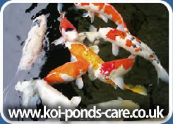 Koi