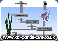 Nitrogen-Cycle