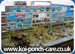 Koi-pond-plants